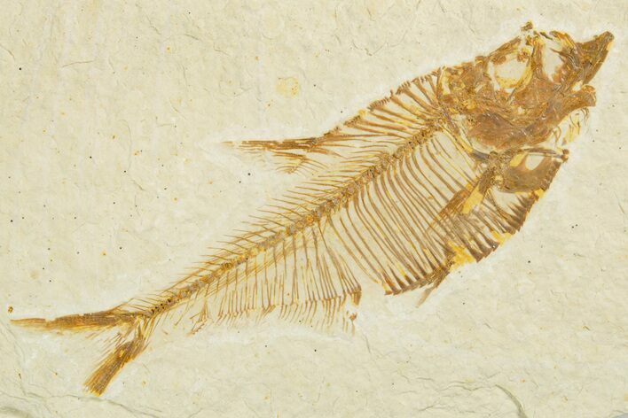 Detailed Fossil Fish (Diplomystus) - Wyoming #355666